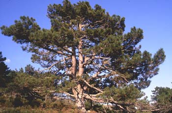 Pino silvestre - Porte (Pinus sylvestris)