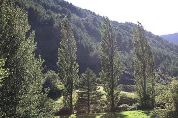 Chopo temblón - Porte (Populus tremula)