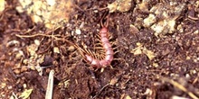 Ciempiés (Lithobius sp.)