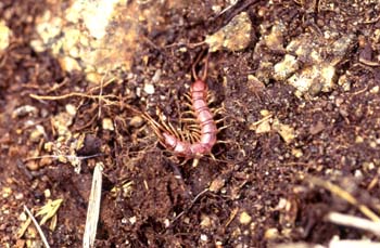 Ciempiés (Lithobius sp.)