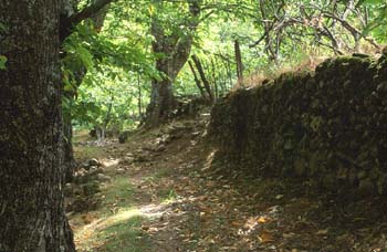 Castaño - Bosque (Castanea sativa)