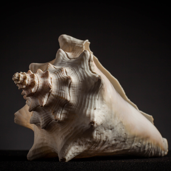 IES_CARDENALCISNEROS_CONCHAS_108