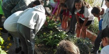 5º A en el huerto_CEIP FDLR_Las Rozas 3