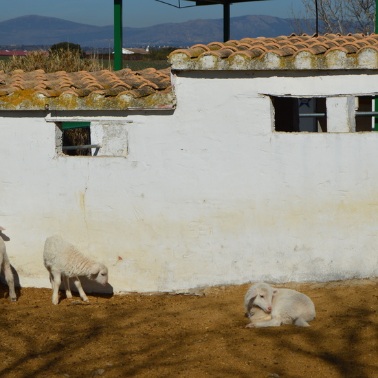 GRANJA ESCUELA ALBITANA 2018 30