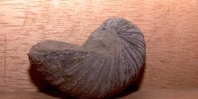 Gryphaea arcuata (Molusco-Bivalvo) Jurásico