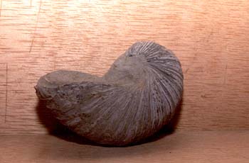 Gryphaea arcuata (Molusco-Bivalvo) Jurásico