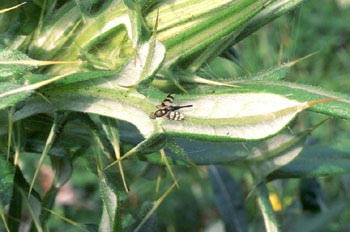 Mosca de las frutas (Urophora sp)