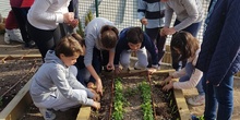 5º PLANTA EN EL HUERTO_CEIP FDLR_LAS ROZAS 11