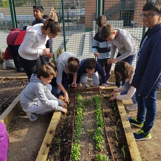 5º PLANTA EN EL HUERTO_CEIP FDLR_LAS ROZAS 11