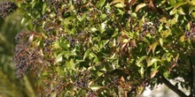 Aligustre - Frutos (Ligustrum sp.)