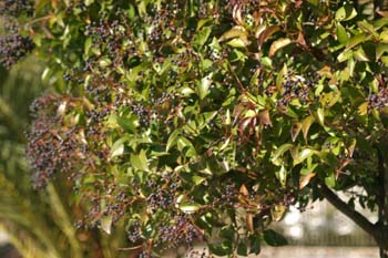 Aligustre - Frutos (Ligustrum sp.)