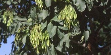 Fresno de hoja florido - Fruto (Fraxinus ornus)