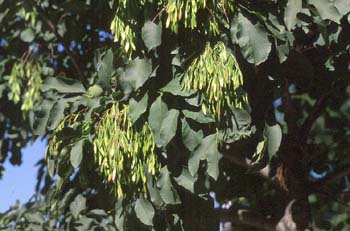 Fresno de hoja florido - Fruto (Fraxinus ornus)