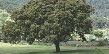 Encina - Porte (Quercus ilex)