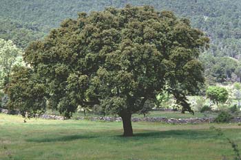 Encina - Porte (Quercus ilex)