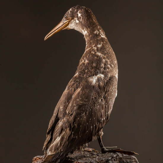 IES_ISABELLACATOLICA_BIOLOGIA_596