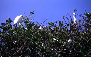 Aves acuáticas en las orillas del río Dulce, Livingston, Guatema
