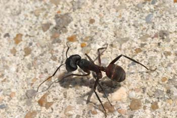 Hormiga (Messor barbara)