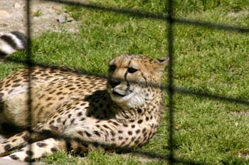 Guepardo (Acinonyx jubatus)