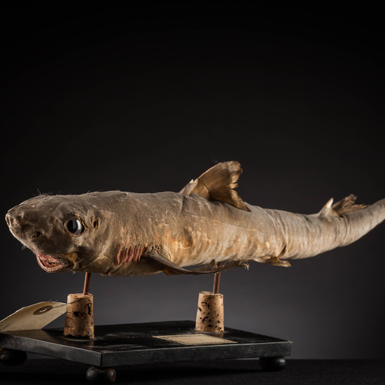 IES_SANISIDRO_MUSEO_Zoolgía_100