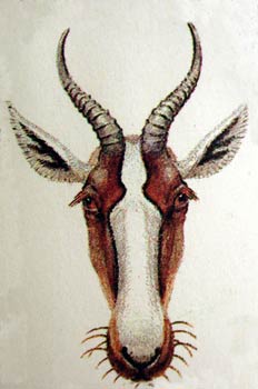 Damalisco de frente blanca