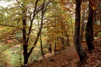 Castaño - Bosque (Castanea sativa)
