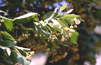 Tilo común - Fruto (Tilia platyphyllos)