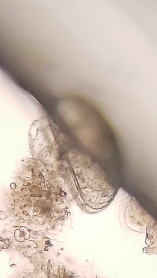 Cerva-L-03-01-08-nauplius