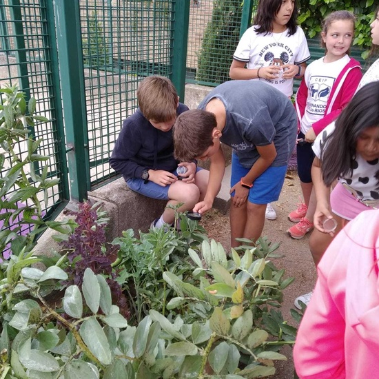 2019_06_07_Los alumnos de Quinto observan los insectos del huerto_CEIP FDLR_Las Rozas 6