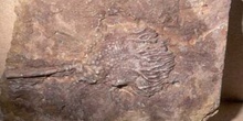 Scyphocrinites (Crinoideo) Devónico