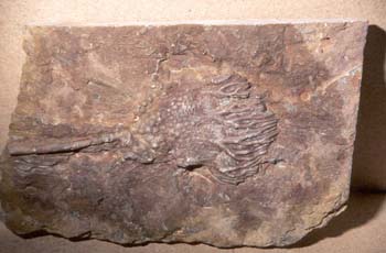 Scyphocrinites (Crinoideo) Devónico