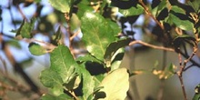 Encina - Hoja (Quercus ilex)