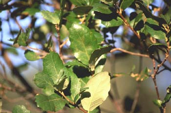 Encina - Hoja (Quercus ilex)