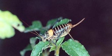 Chicharra (Uromerus sp.)