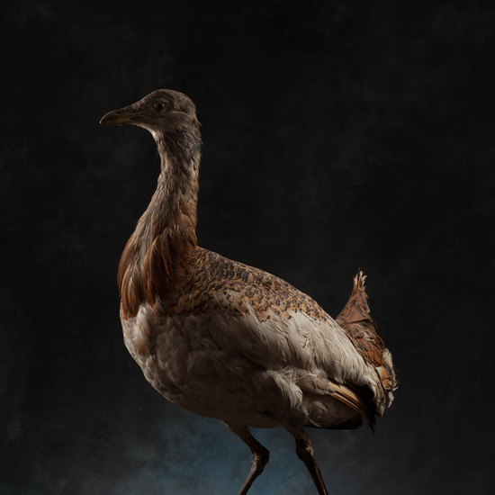 IES_SANISIDRO_MUSEO_Aves_180