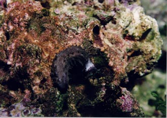 Pepino de mar (Holoturia)