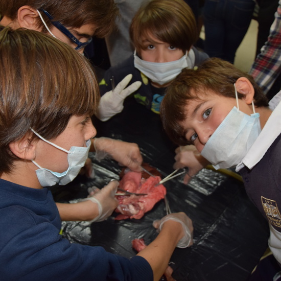 2016_12_02_Diseccion de corazon y pulmones_Sexto 32