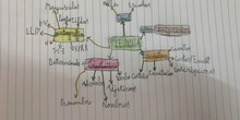 Esquema inicales de Lengua ¿Qué veremos este curso?