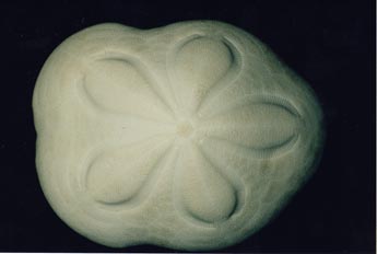 Caparazon (Erizo irregular)