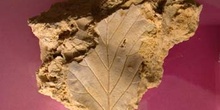 Hoja de haya (Angiosperma) Holoceno