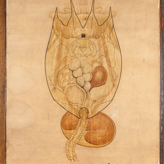 IES_CARDENALCISNEROS_ZOOLOGIA_I_LAMINAS_019