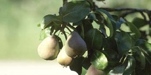 Peral - Fruto (Pyrus communis)