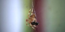 Araña (Araneus quadratus)