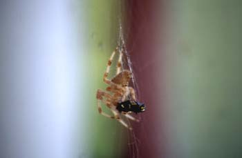 Araña (Araneus quadratus)