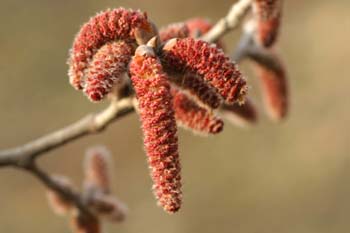 álamo blanco - Flor masc. (Populus alba)