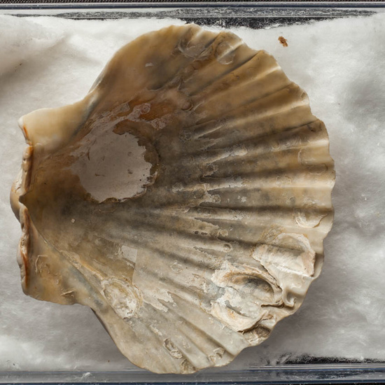 IES_ISABELLACATOLICA_BIOLOGIA_493