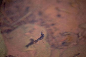 Escarabajo buceador (Dytiscus marginalis)