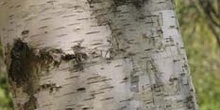 Abedul llorón - Tronco (Betula pendula)