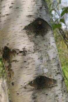 Abedul llorón - Tronco (Betula pendula)