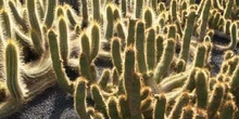 Echinopsis huascha